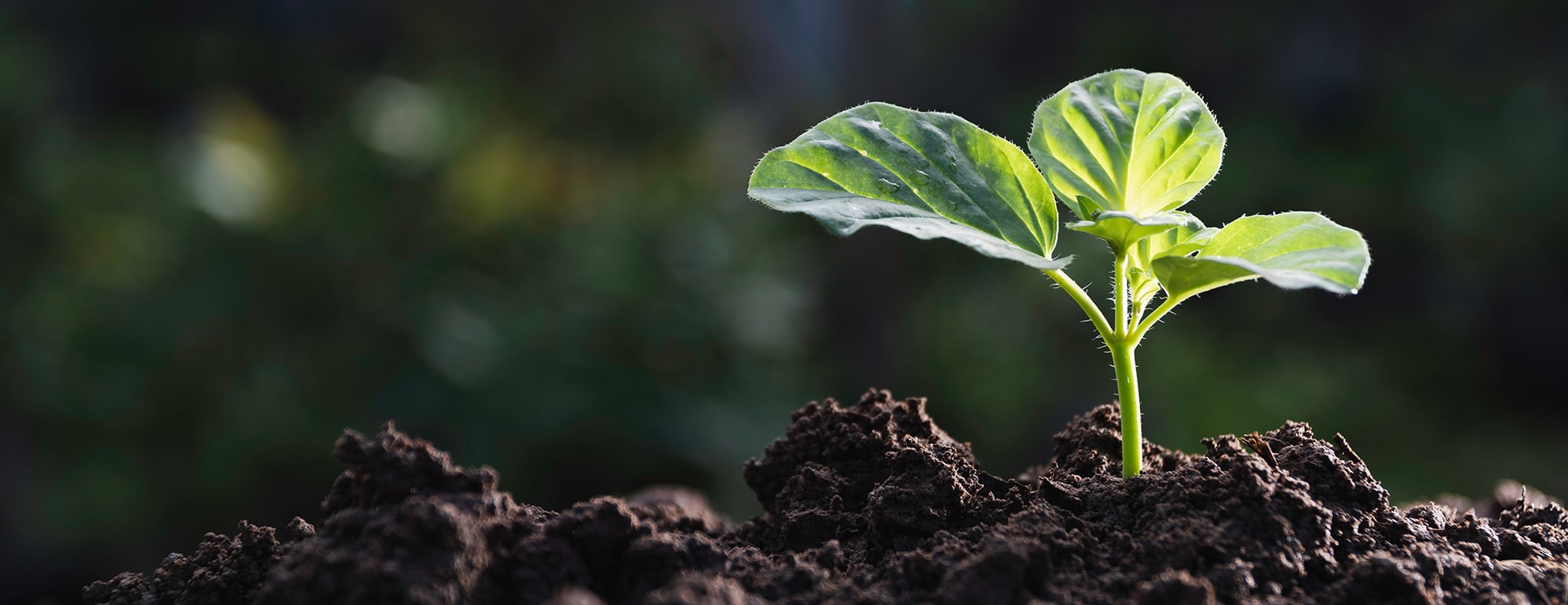 Team Bios Banner.jpg